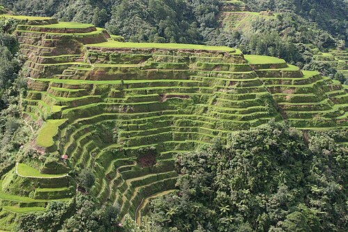 Reisfelder von Banaue